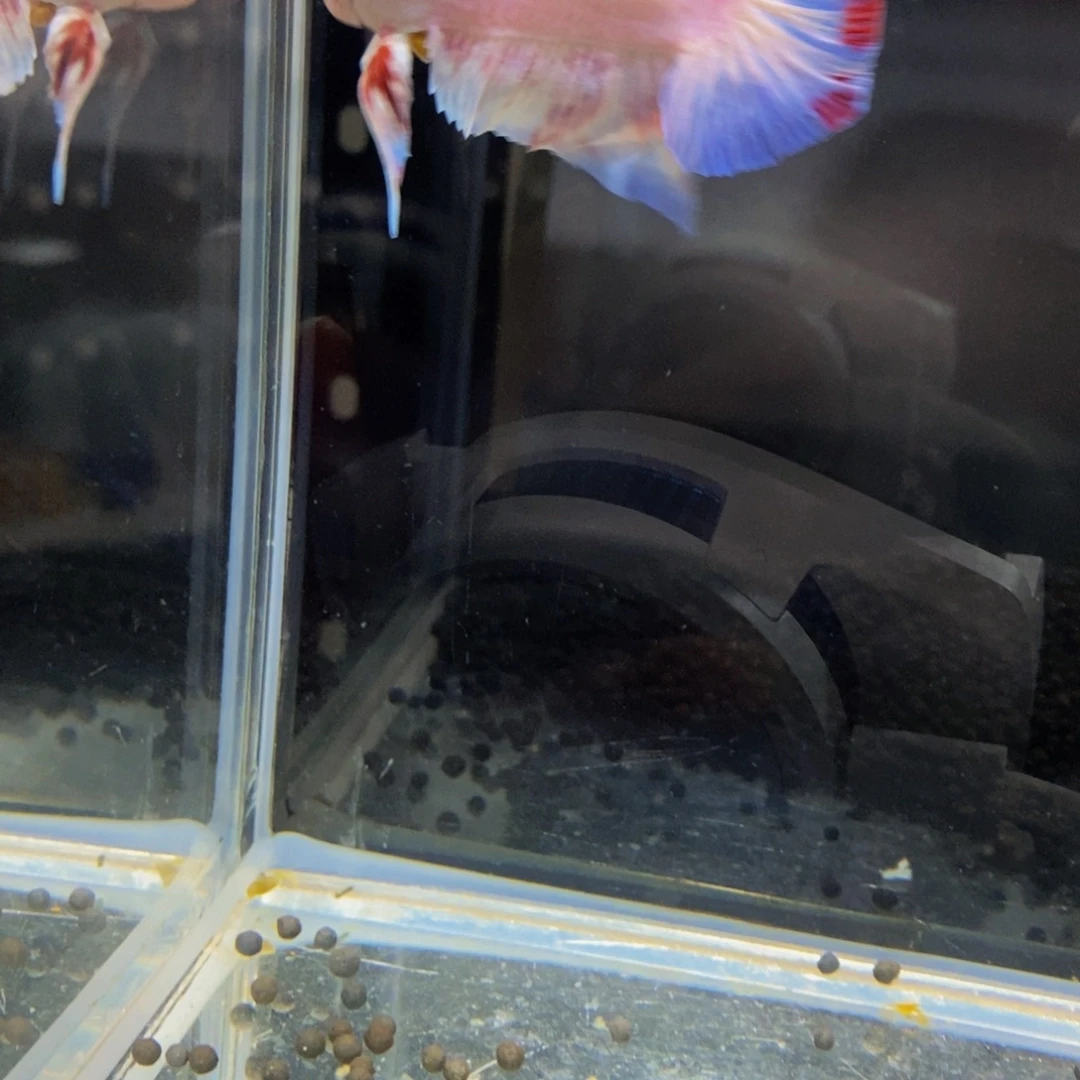 斗鱼303巨斗11111