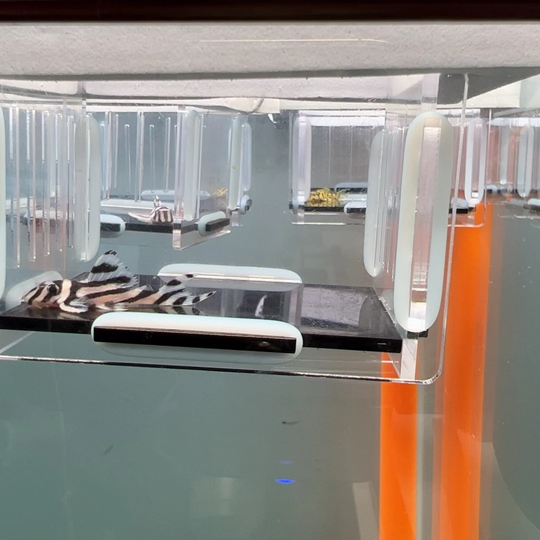 清道夫录完整开箱视频、入缸不包损3.8