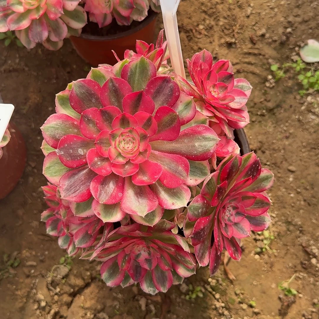 4164倾城多肉法师多肉