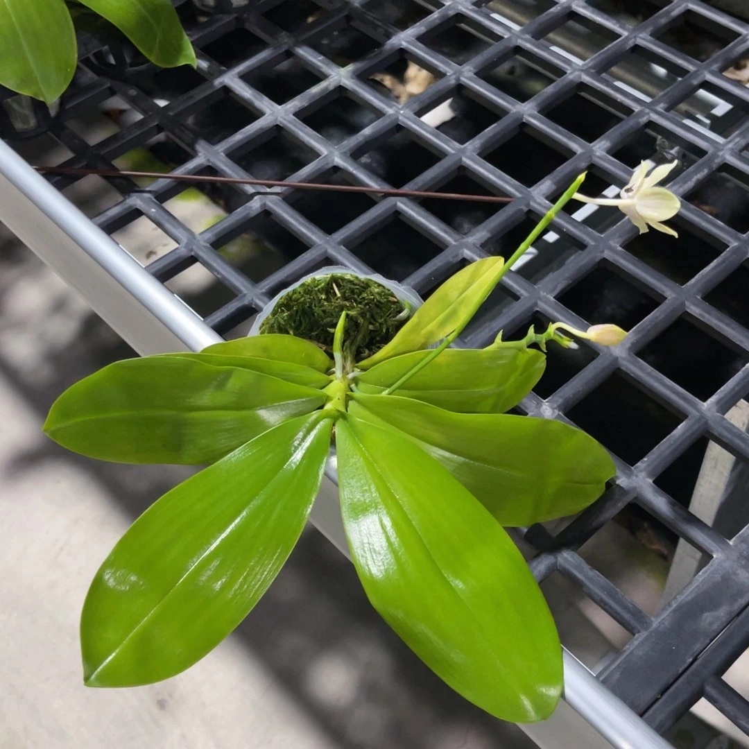 无花朵蝴蝶兰原生