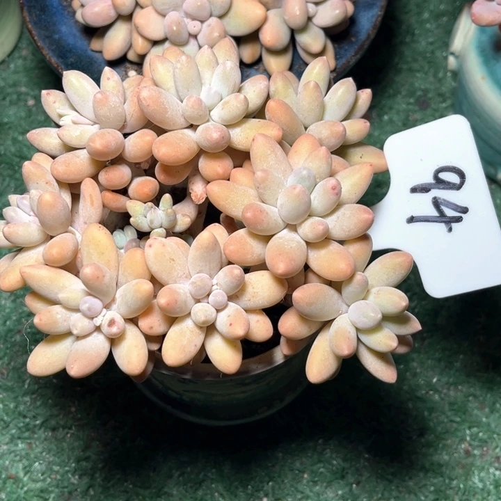 布睿兰94号码牌子的话