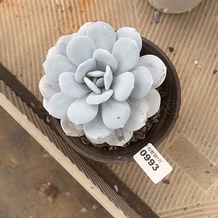 阿雅园艺。       993雪莲