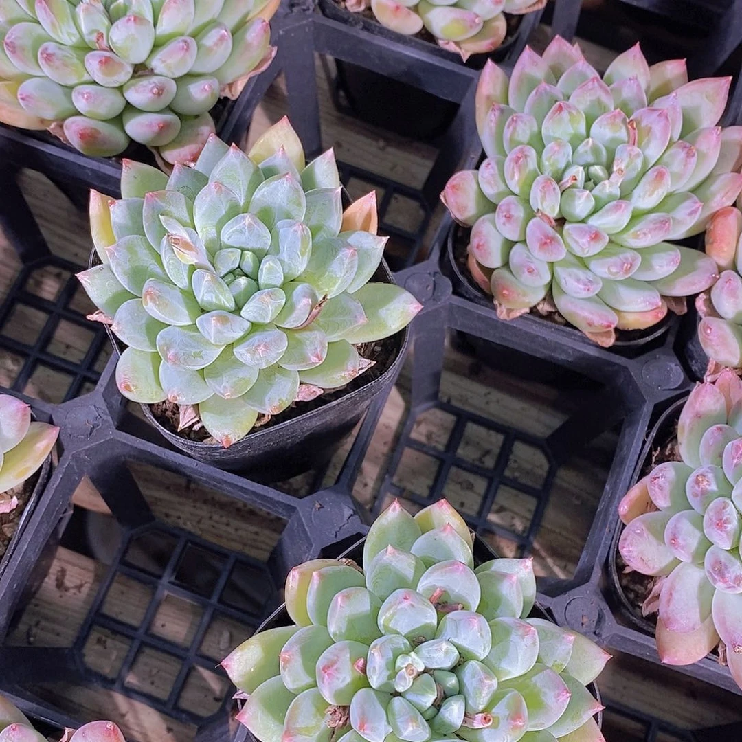 0511-绿新品梅花烙单头一颗量拍