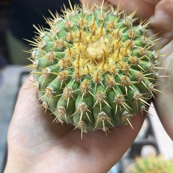 金刺孤龙含刺8公分无根