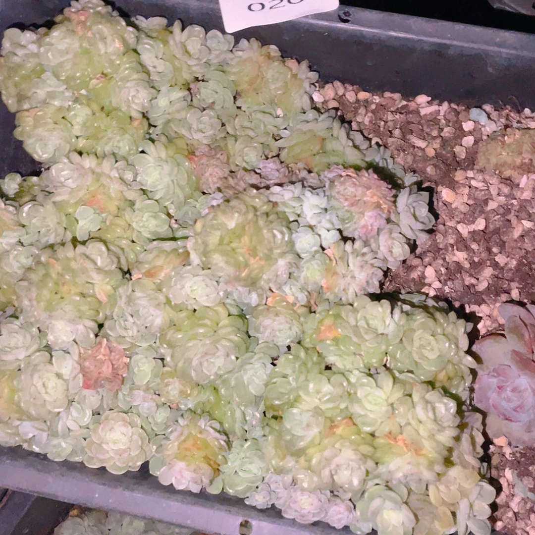 多肉植物多肉植物204