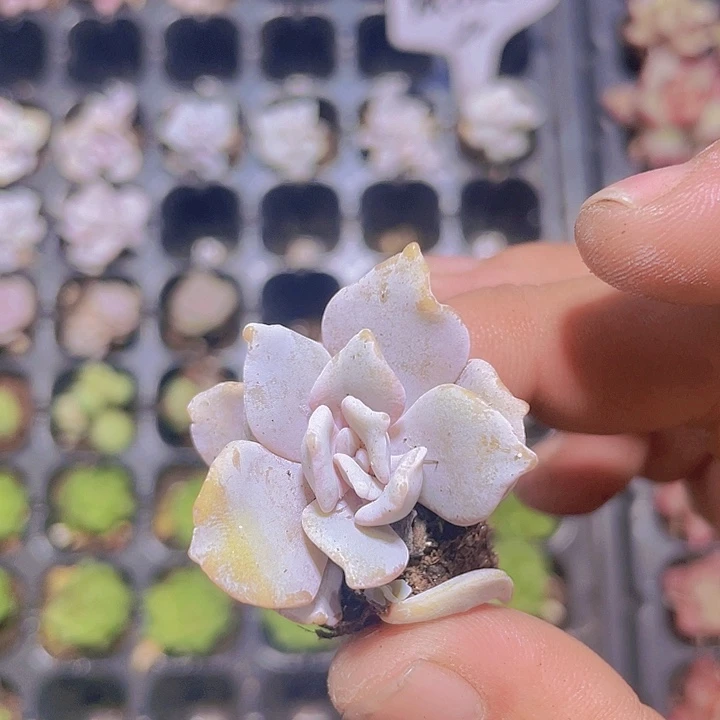 白饺子皮【满10颗包邮】