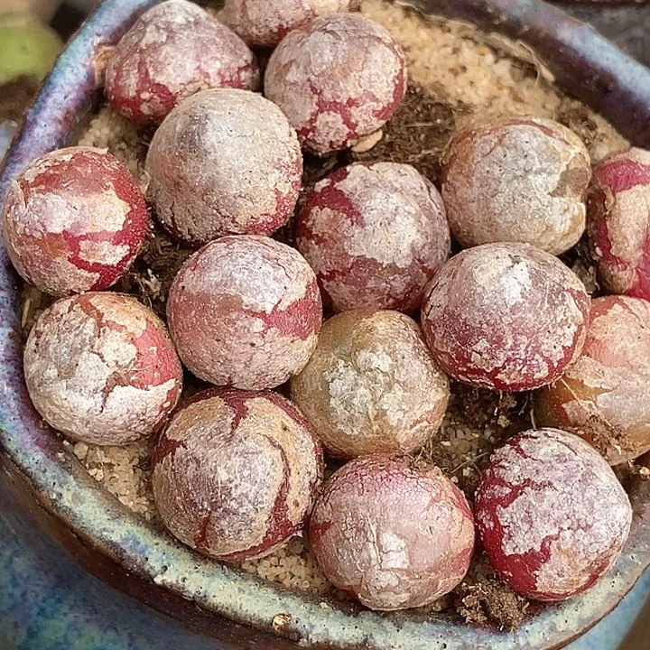 灯泡一颗   1.4厘米