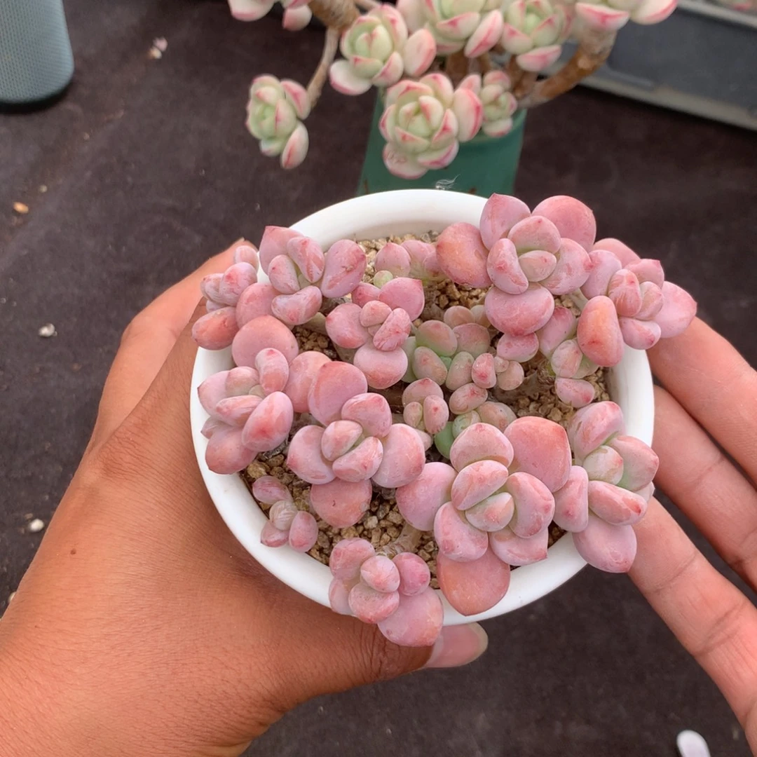 清楚你要怎么处理就