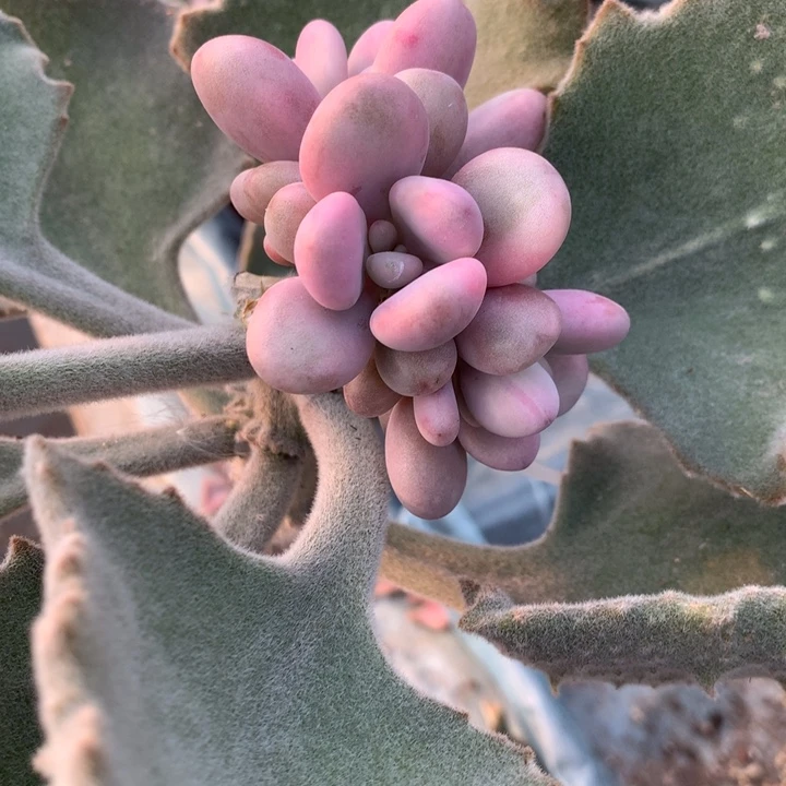 无花朵桃蛋锦多肉植物