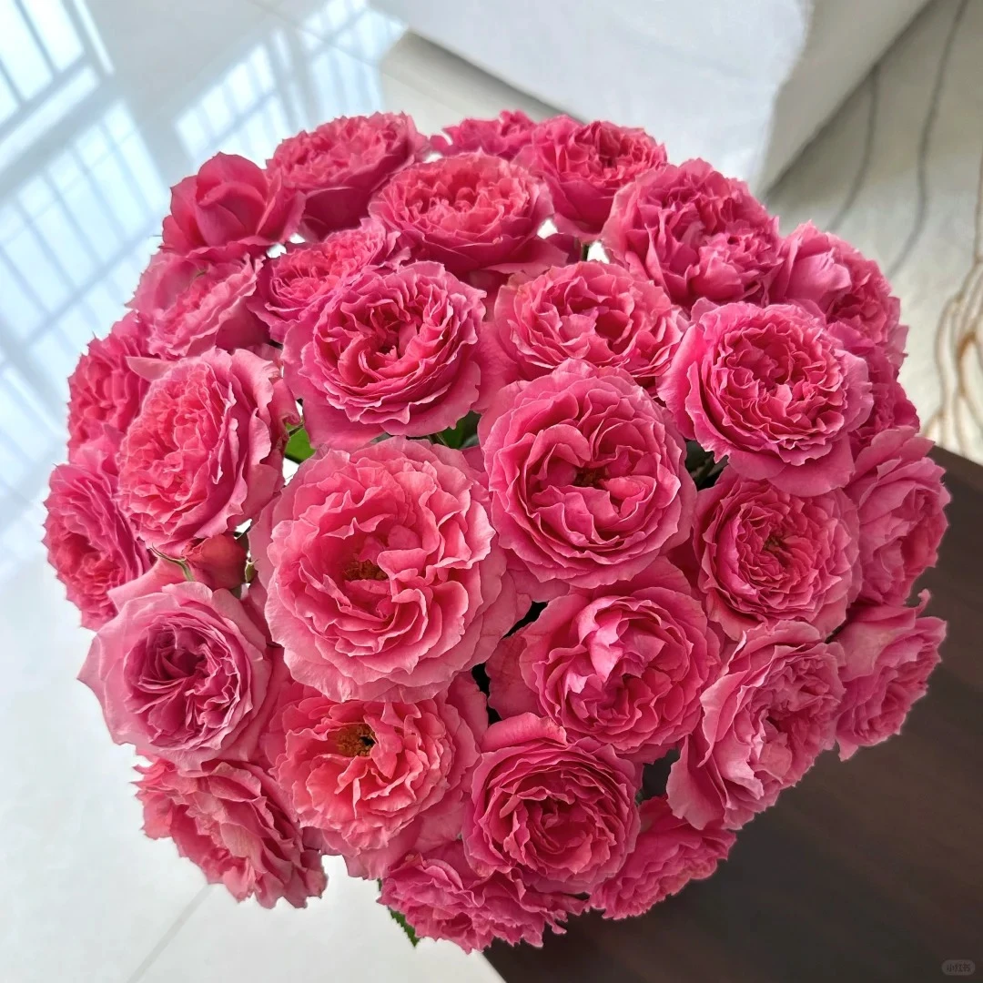 宜然园艺珊瑚果冻灌木欧洲月季多季节重复开花抗病性强耐热