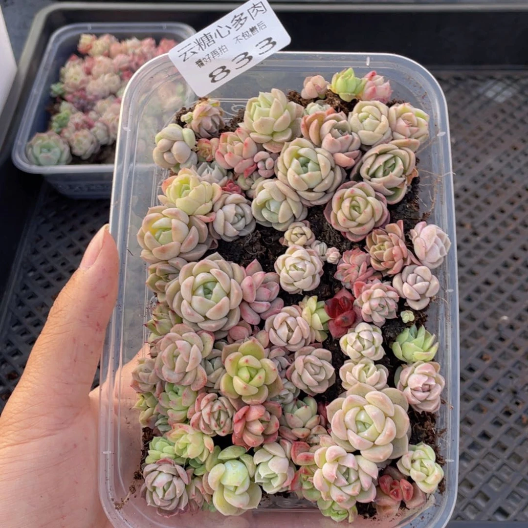 云糖心多肉植物833