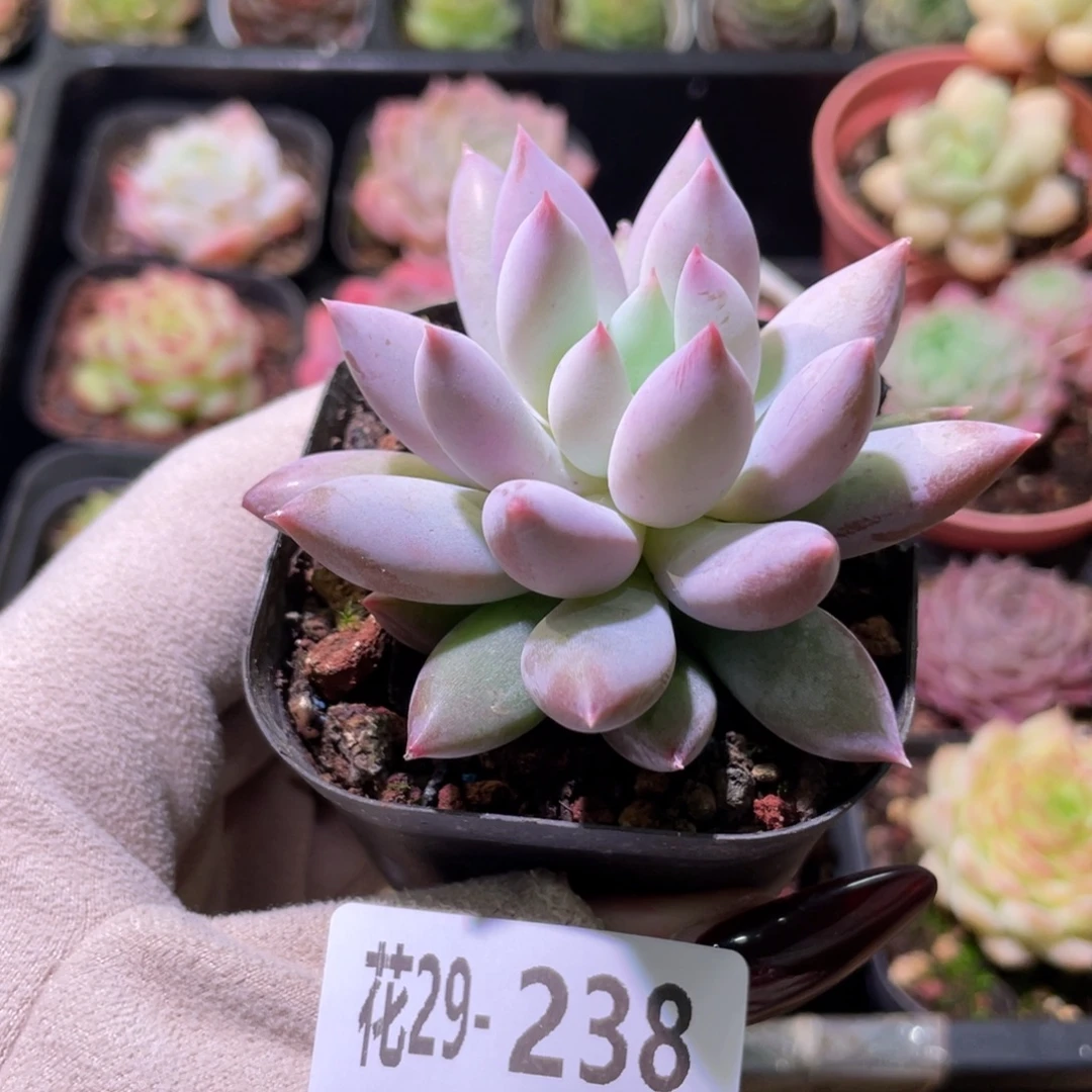 花利美29-238奶瓶