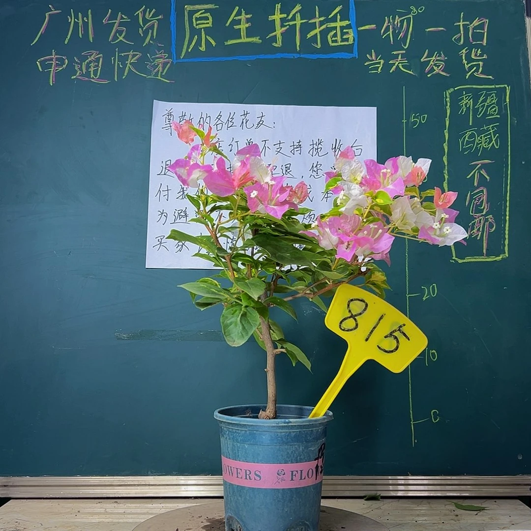 当前无花栽培后可以开花   金心橙白  815