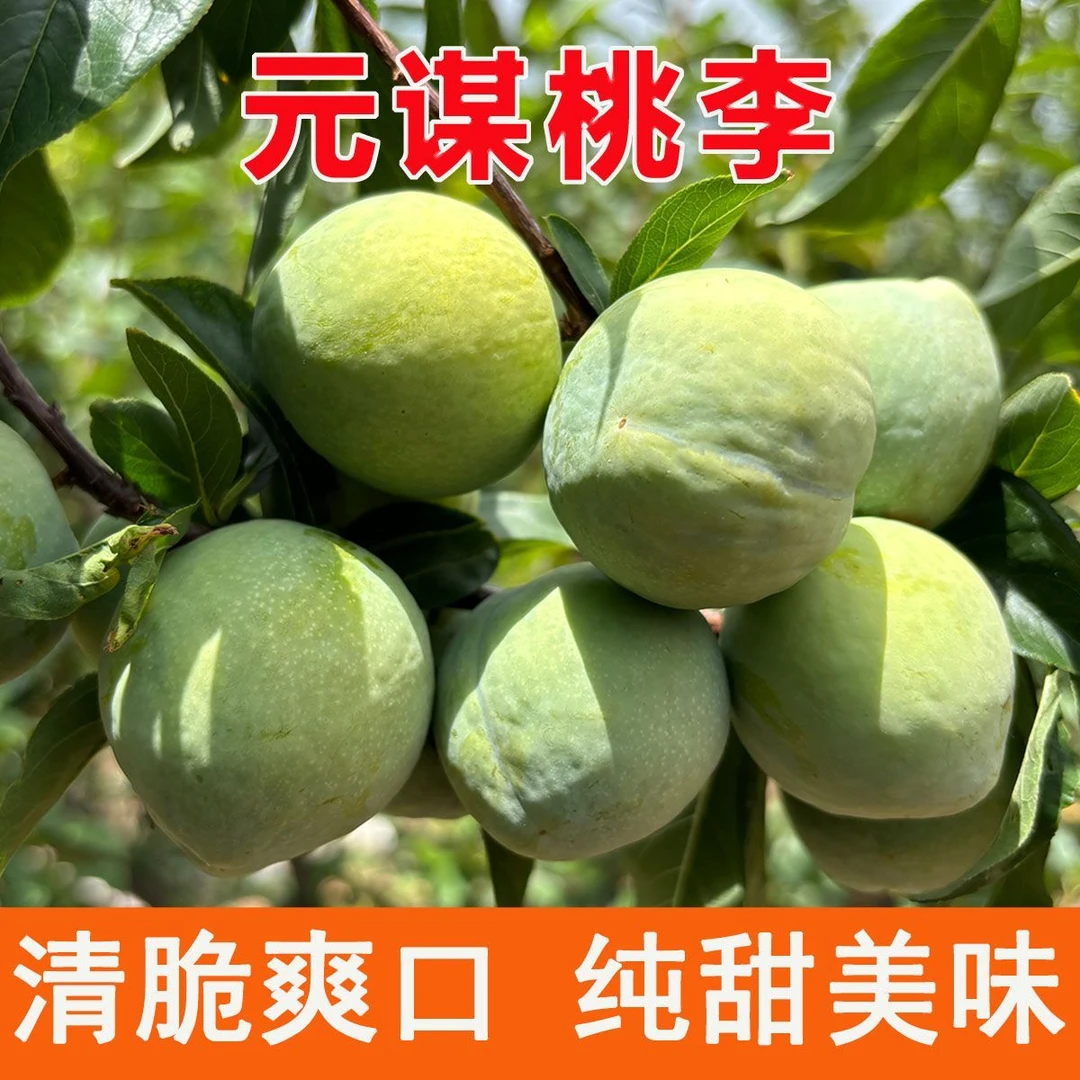 云南桃李正宗新华乡桃树嫁接李高山脆李新鲜应季水果云南特产包邮
