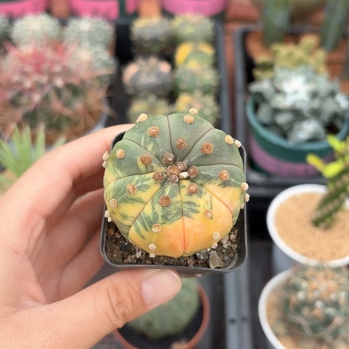 悠****o兜锦仙人球仙人球123