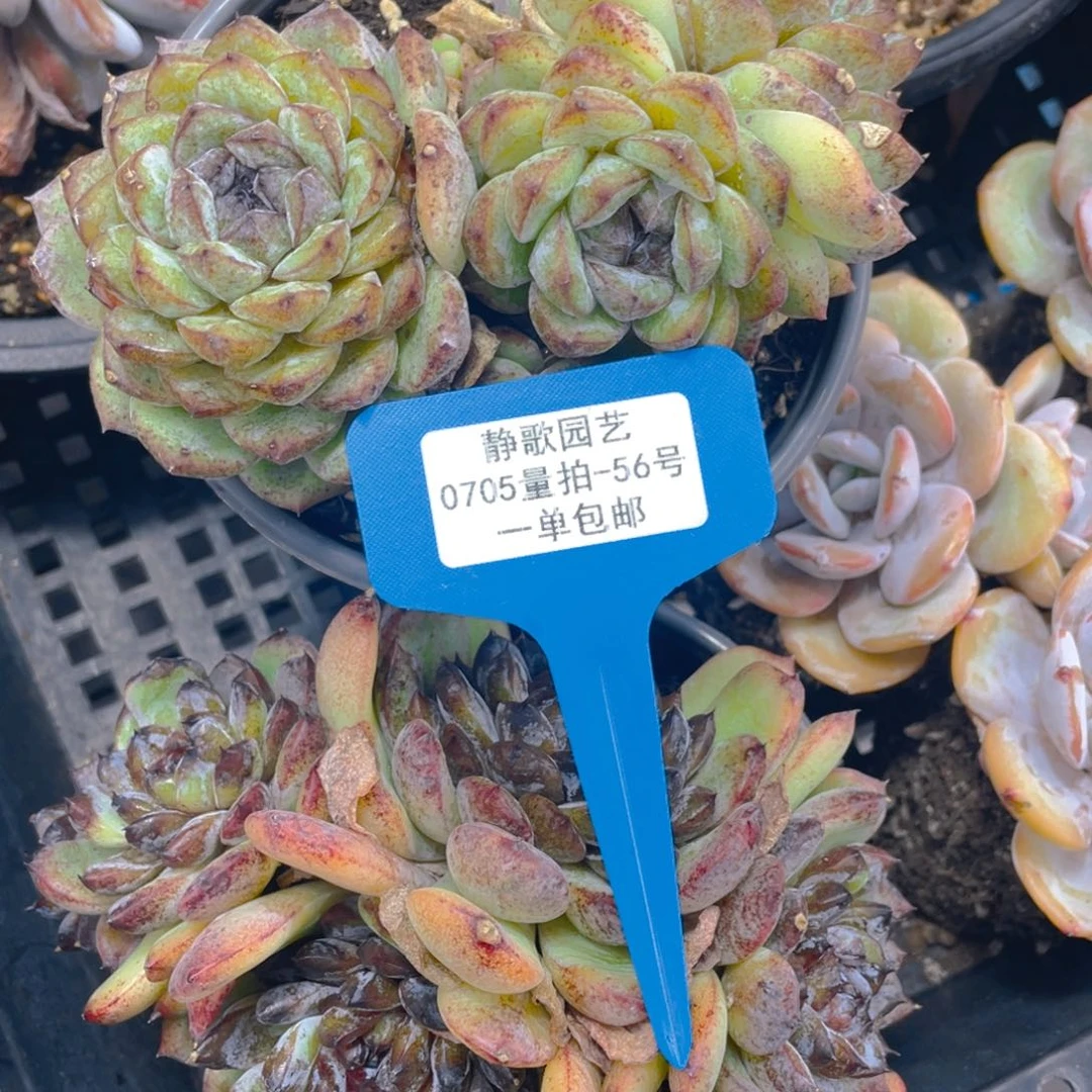 0705-56-黑橙大群生一颗