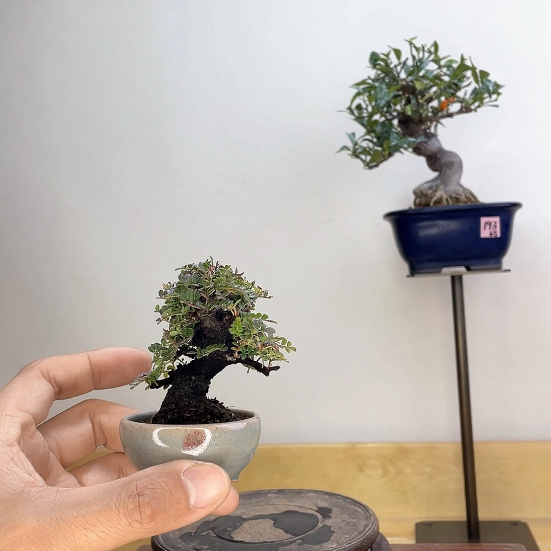 木本豆盆姬山椒盆栽