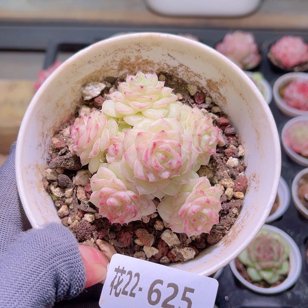 花22-625白天鹅群