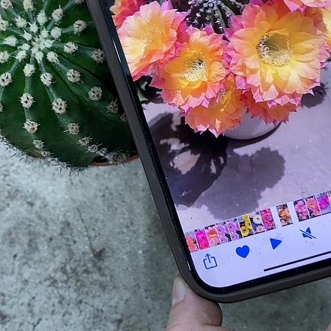 激流仙人球，2578990