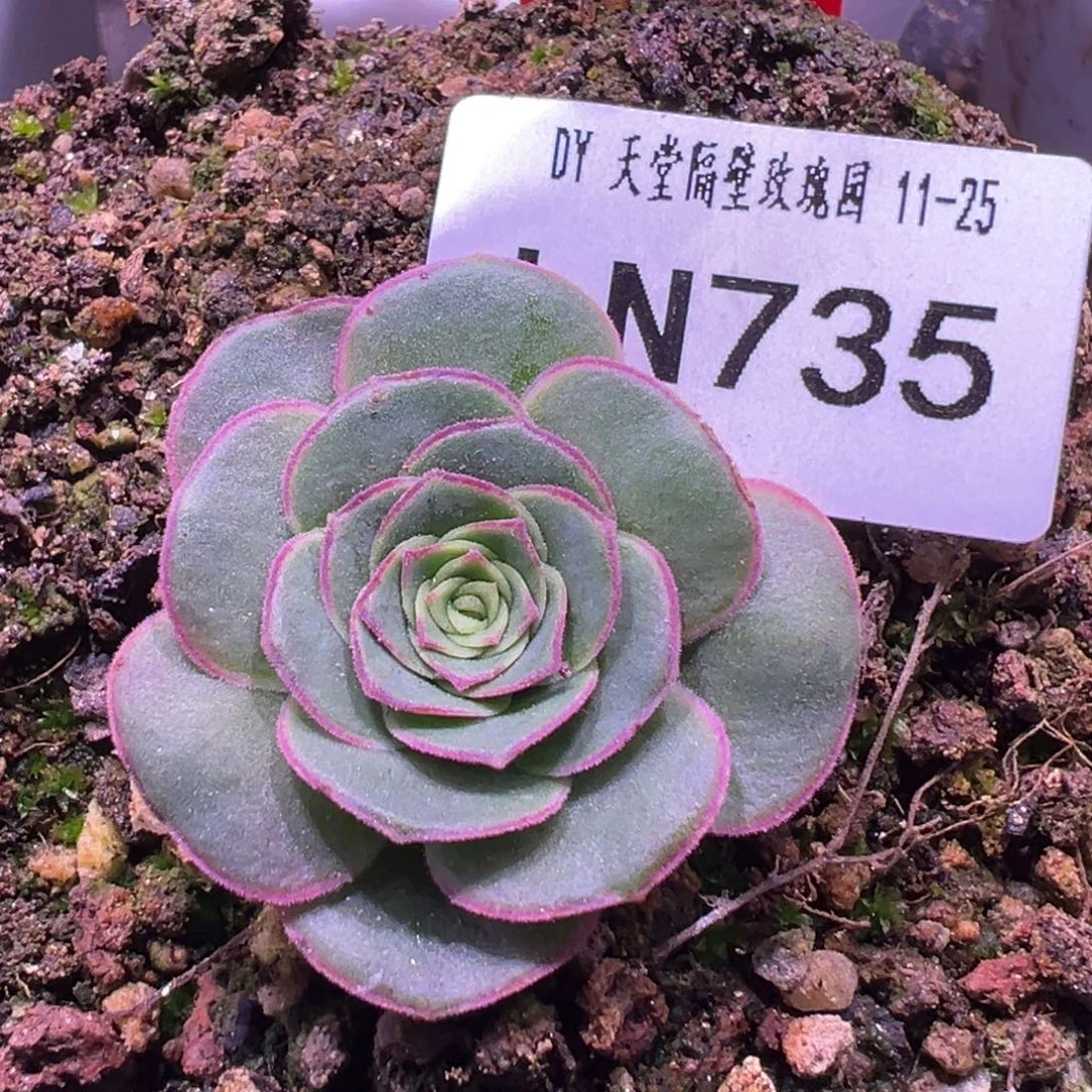 LN735梅萦Ｘ问尘Ｘ如此
