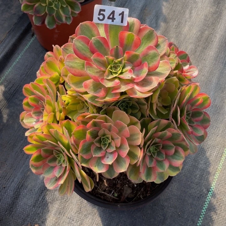 541老庄多肉法师雨荷