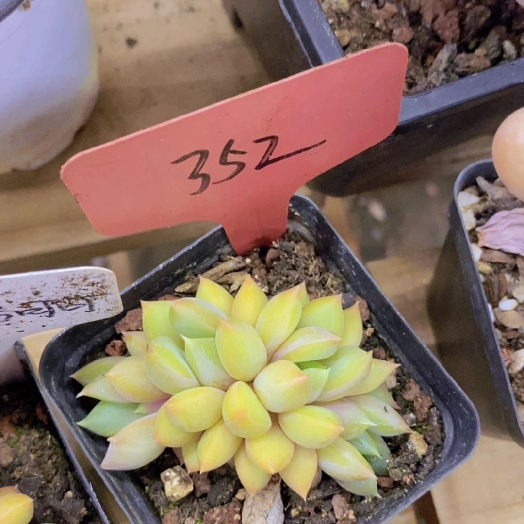 开心多肉植物多肉