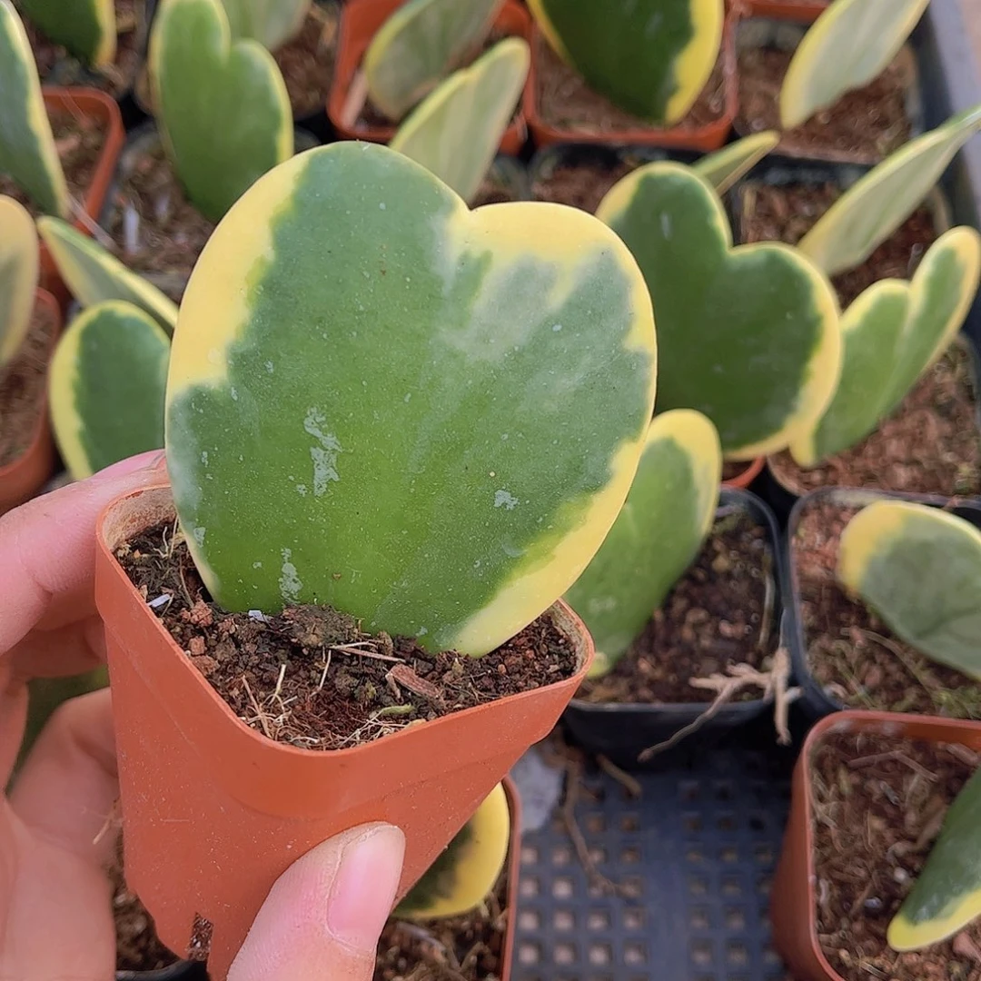 A****伤一片心多肉植物