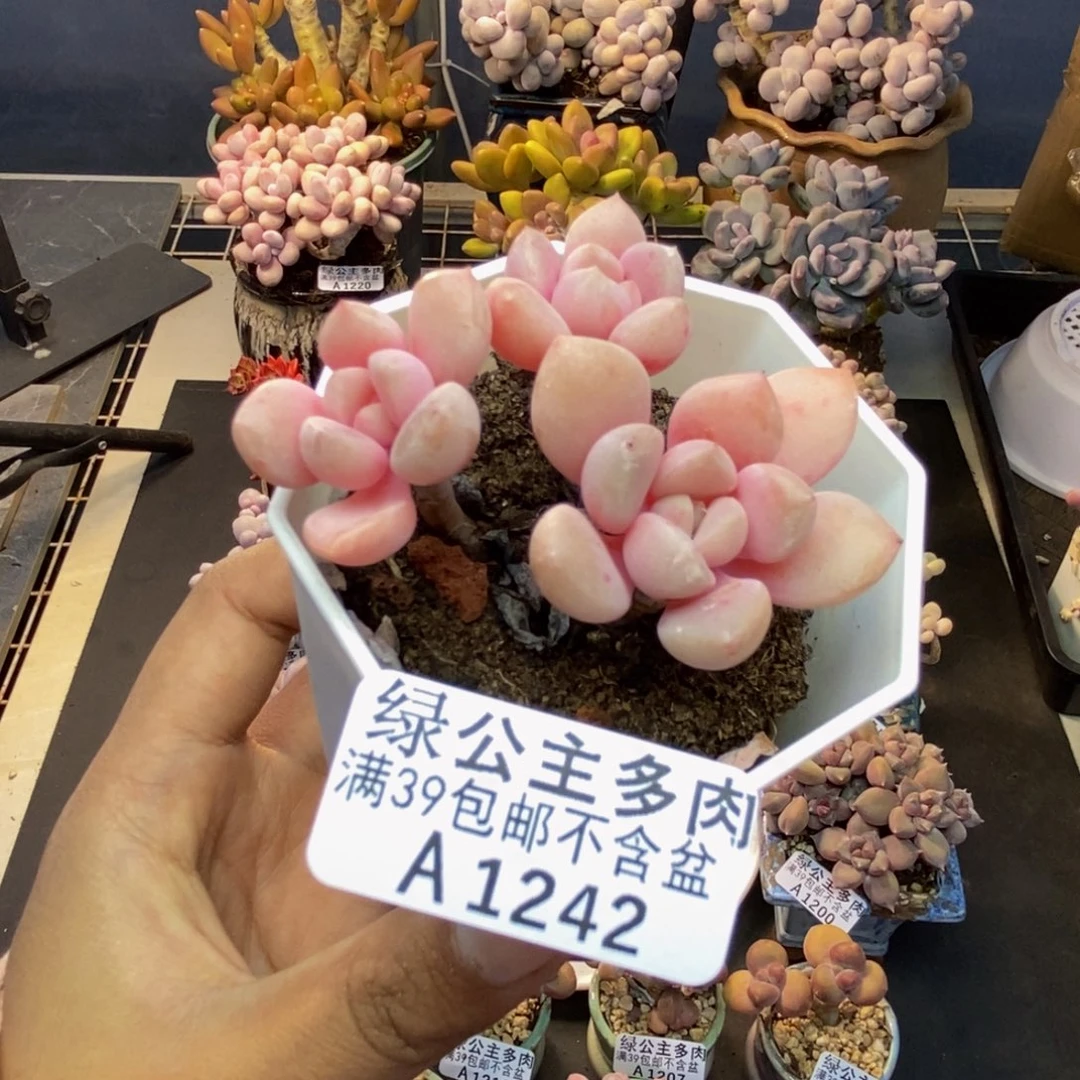242粉桃花多肉6cm