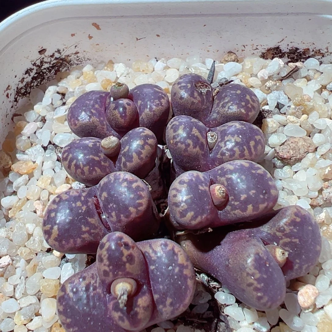 1126-517多肉多肉