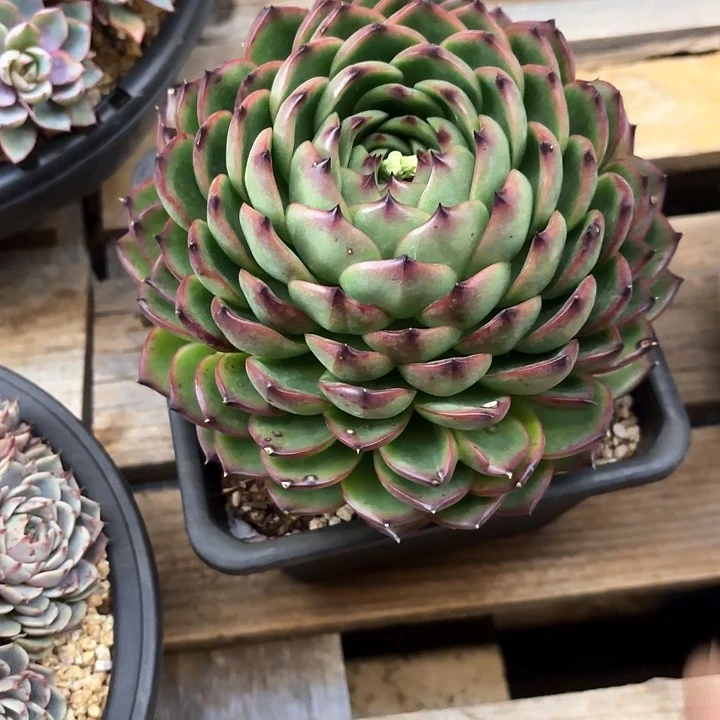 多肉植物，月亮石