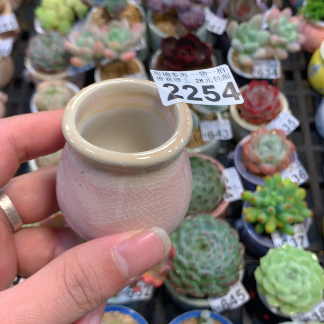 5厘米盆精控多肉2254