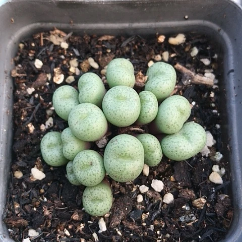 多肉肉锥 15头小麻团