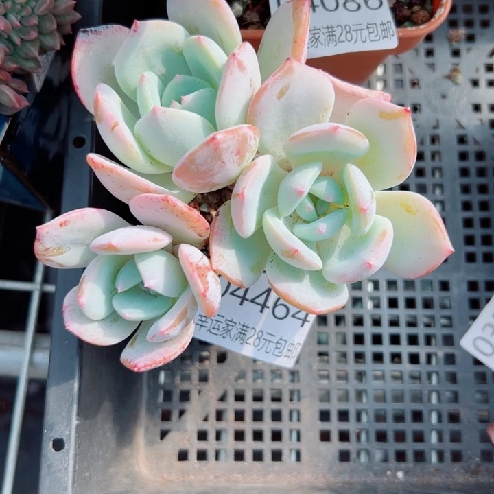 幸运的人是你的人吧