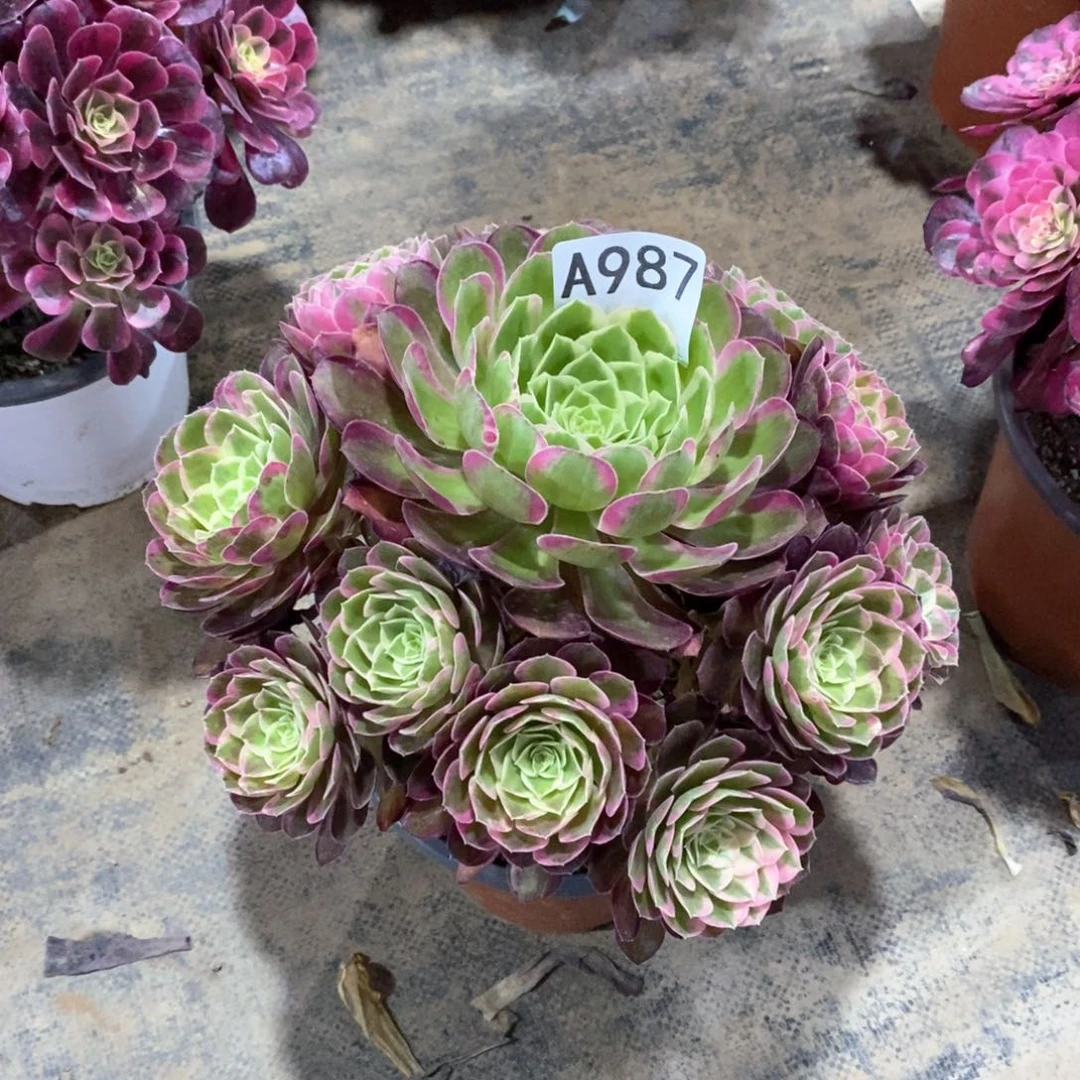 嫩桩孔雀987多肉法师