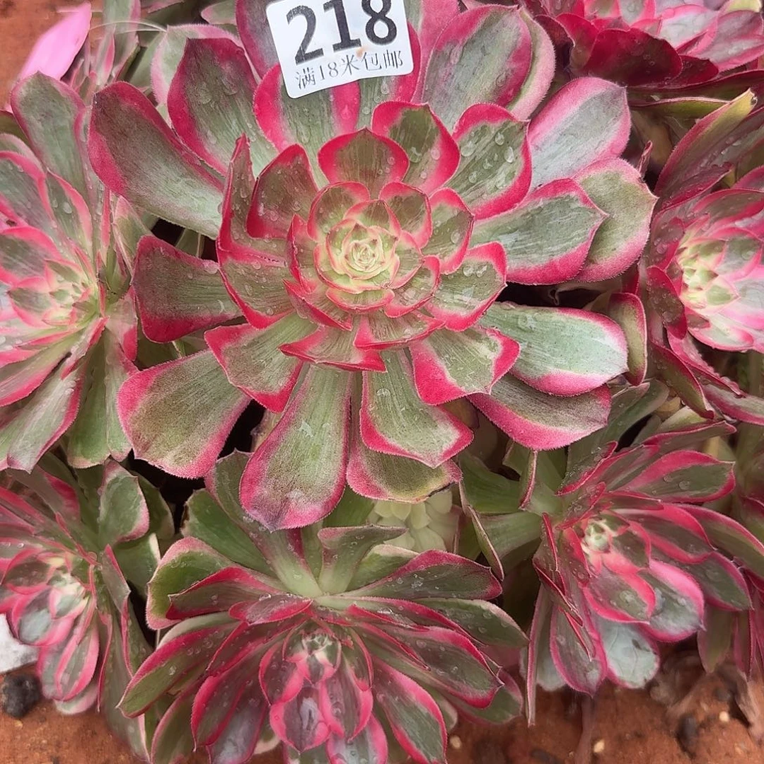 218云合捧花福利发货