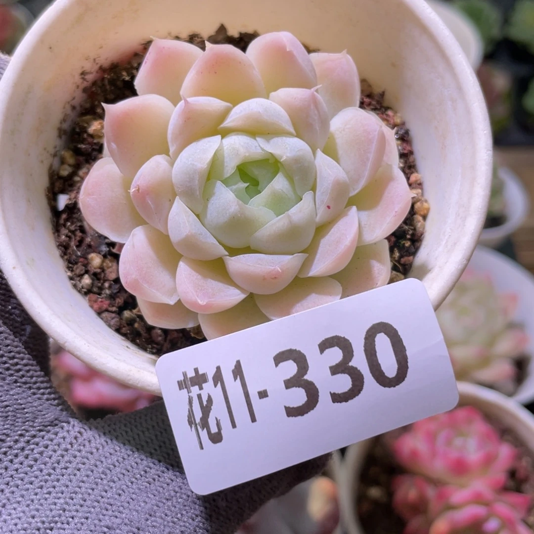 花利美11-330白月影