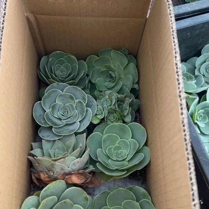 三碗113 八颗不同品种