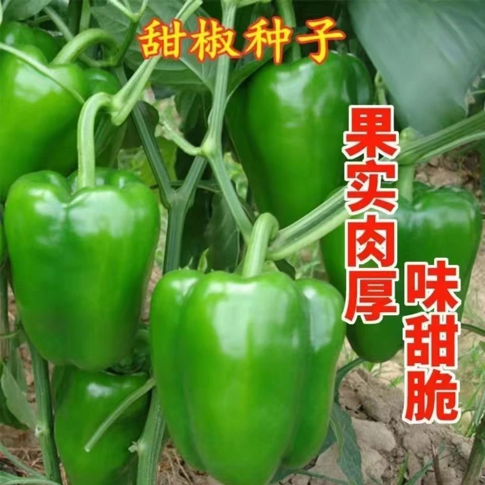 【五彩甜椒种子】甜椒青椒灯笼椒菜椒辣椒种子室内阳台花盆栽蔬菜