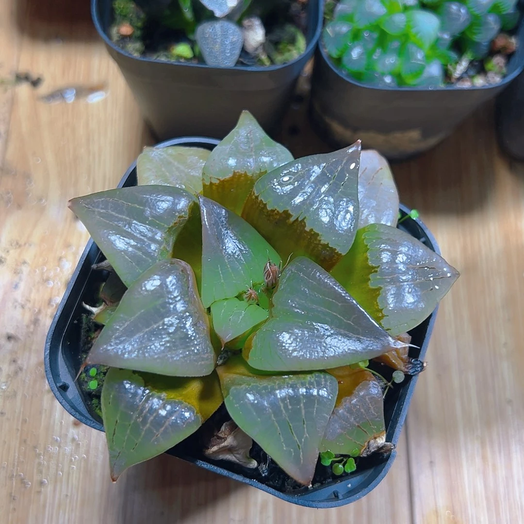 啊寒湖玉露多肉多肉一颗