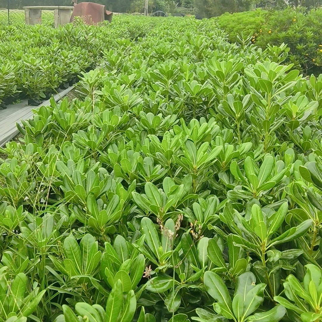 【海桐】1.5L七里香地栽苗观叶植物花园阳台种植驱虫好养