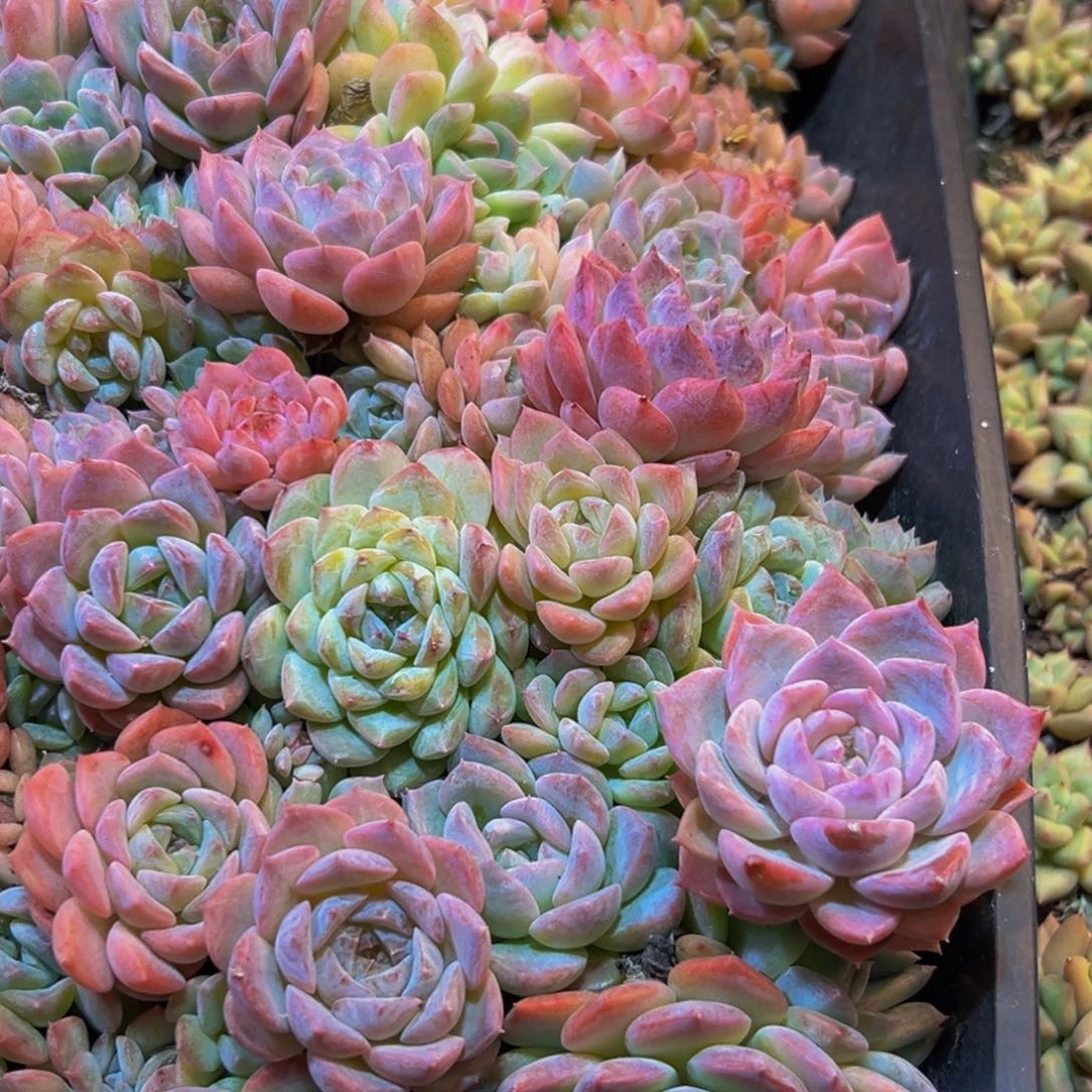 用***2697多肉植物和各种动物