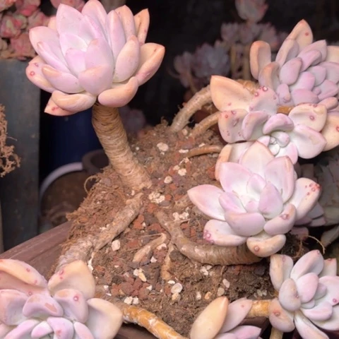 ~**华多肉植物的植物