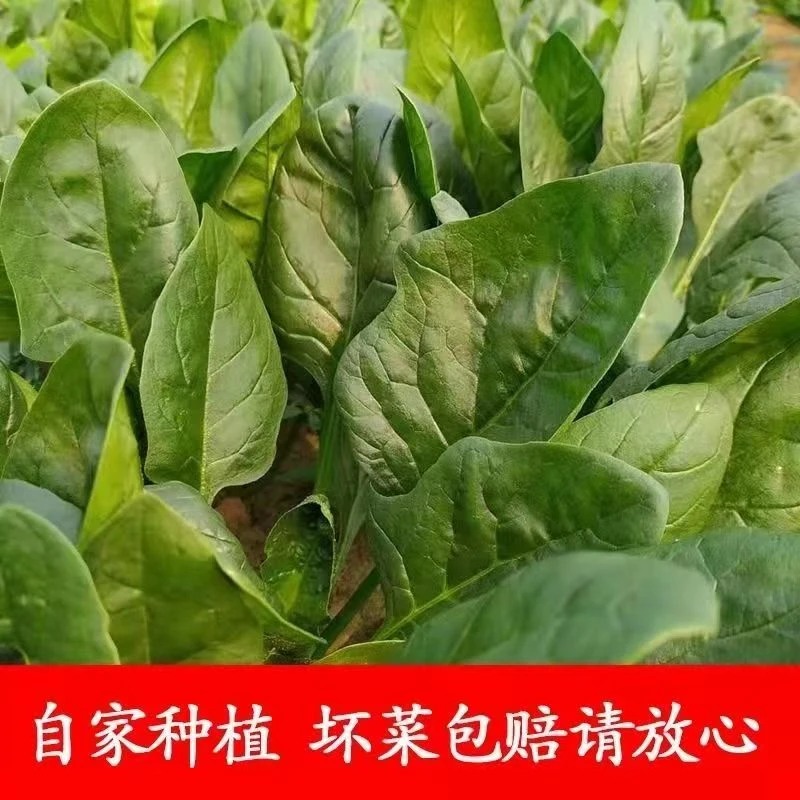 河南新鲜菠菜农家露天自种现挖现发当季新鲜菠菜