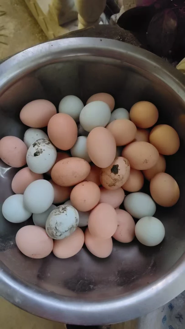 农家散养不是饲料喂的正宗土鸡蛋