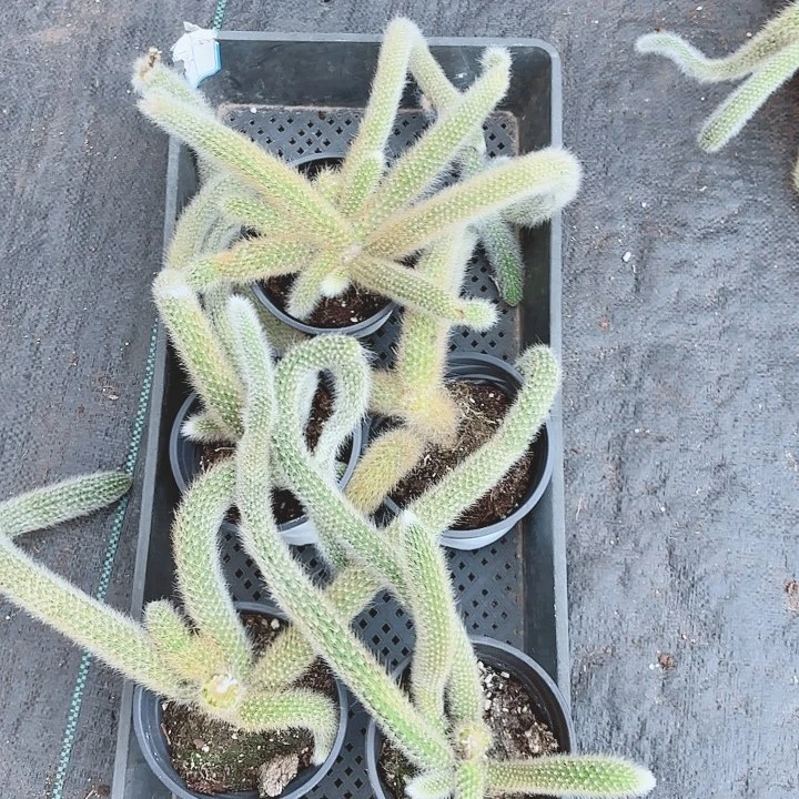 九尾狐五颗瑕疵品不包售后