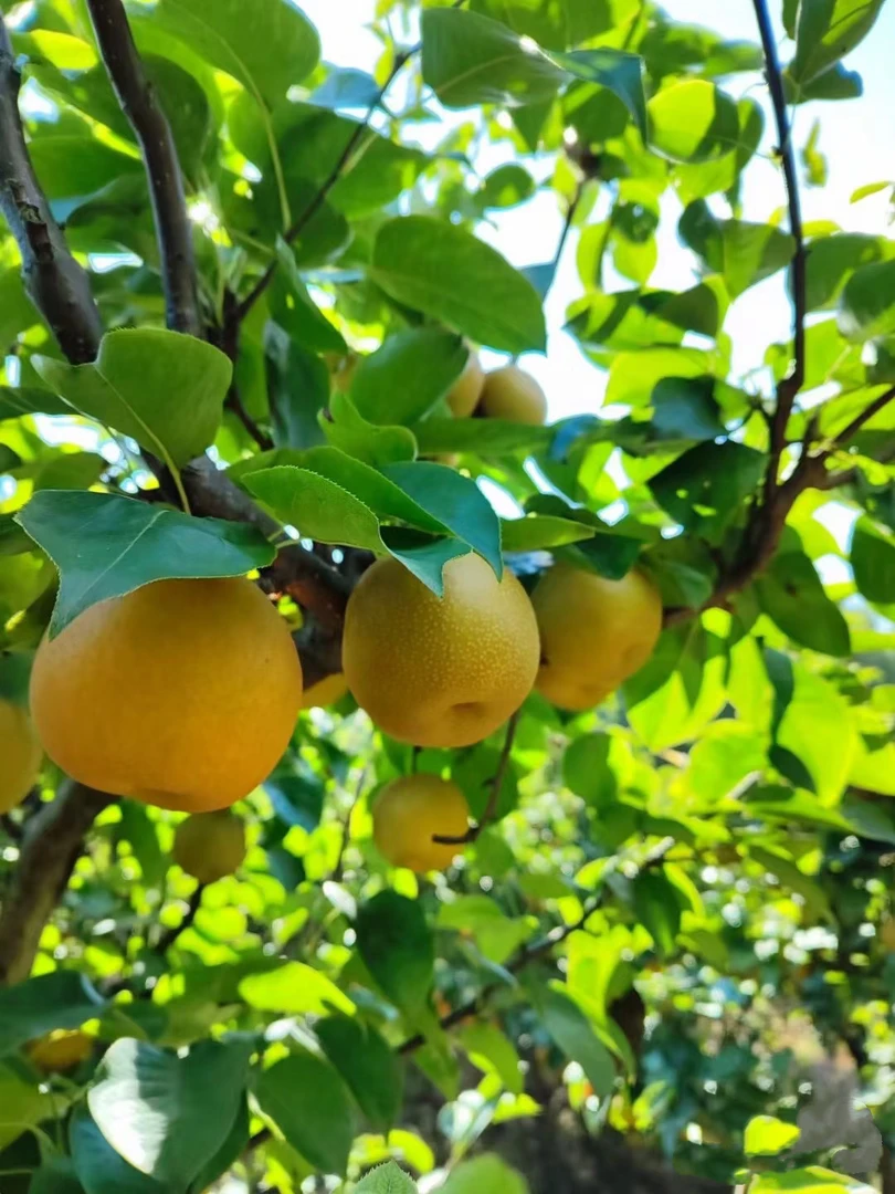 （顺丰包邮）贵州老品种黄皮梨金秋梨黄梨新鲜现摘多汁清甜应季水果