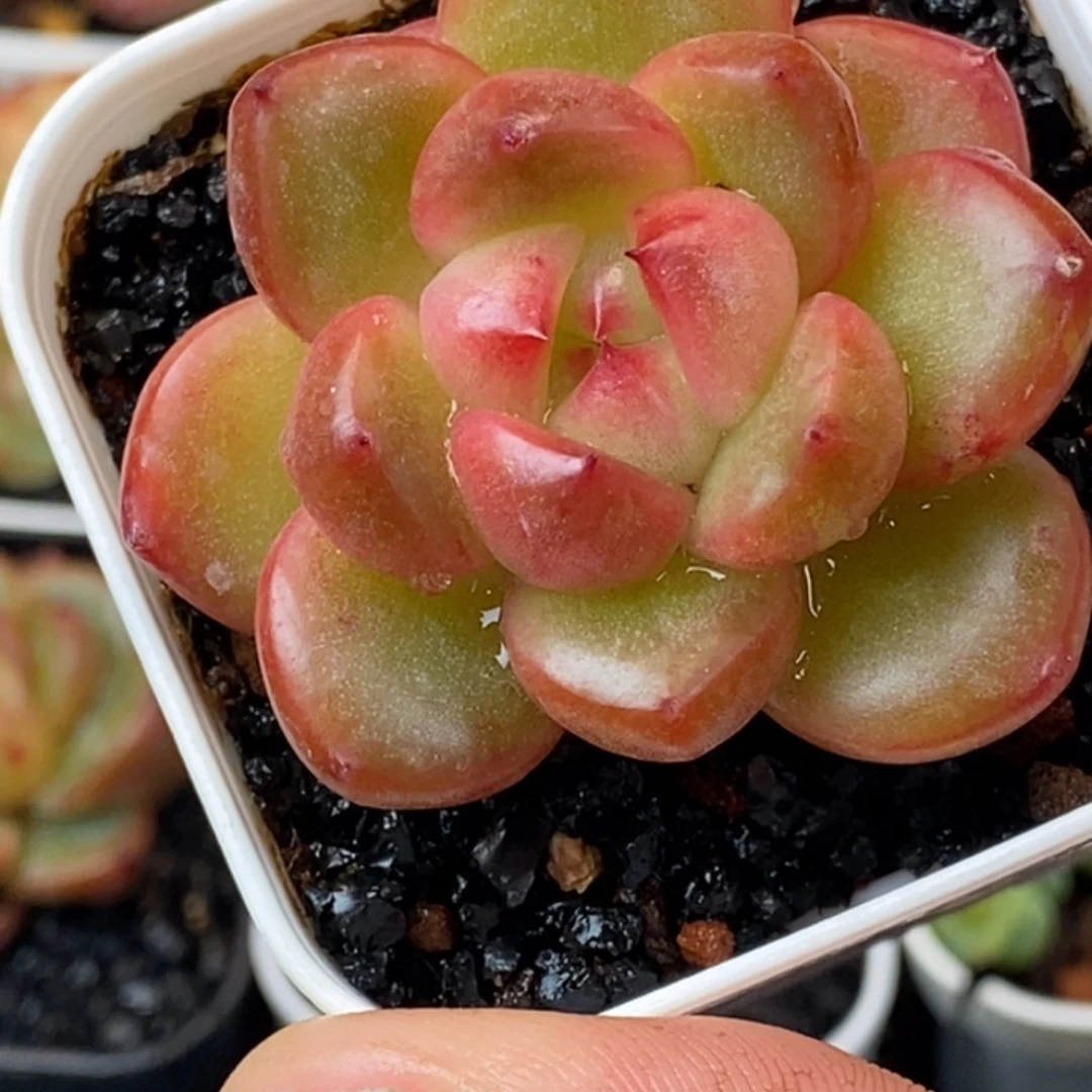 天官赐福百无禁忌