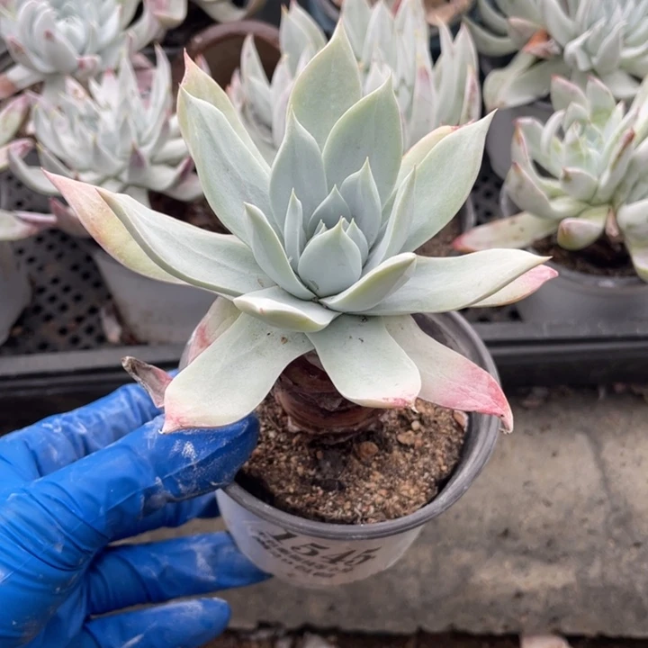 545号雪山杂多肉