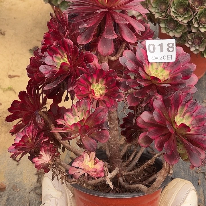 2.20-18美肌多肉植物