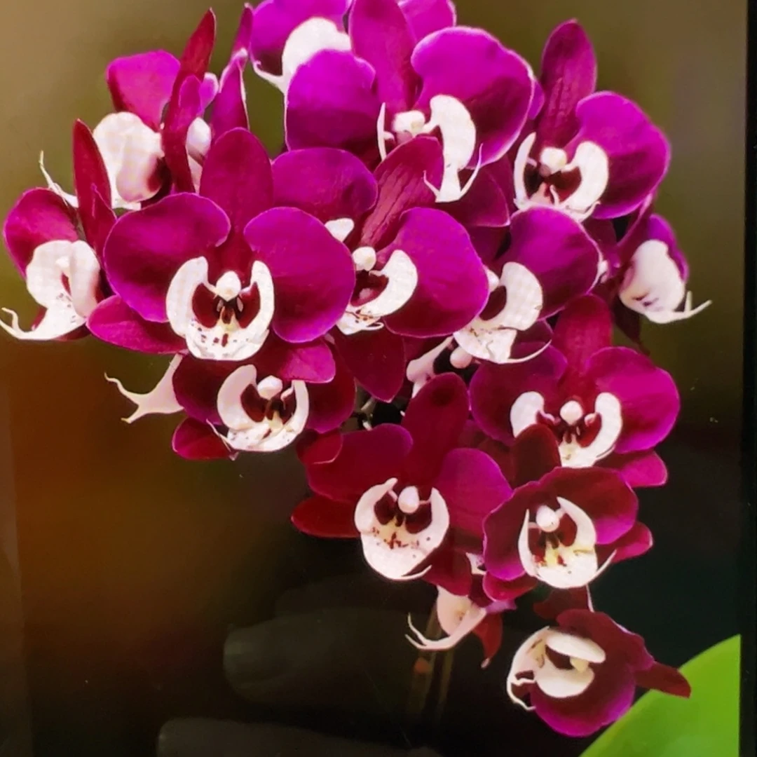当前无花栽培后可以开花带剑久久团圆新苗凑单发货一颗不发货